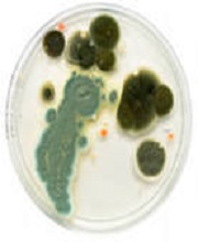 Чащка Петри для посева