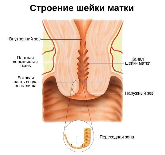 Строение шейки матки