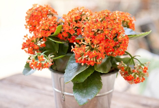 Как лечить эрозию шейки матки в домашних условиях