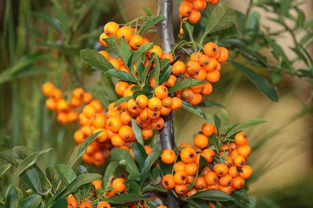 Гексикон при эрозии