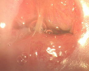 первичный вид