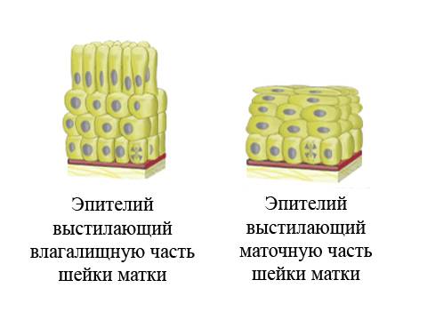 эндотелий матки